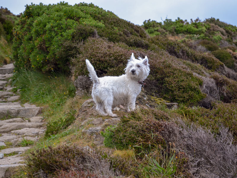 Jessie, St Agnes, Cornwall, May 2011