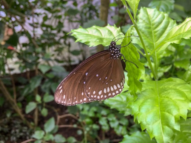 In the butterfly house, Bristol Zoo, Bristol, October 2018