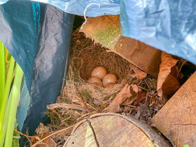Robin nest, Bristol, May 2023