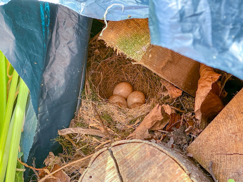 Robin nest, Bristol, May 2023