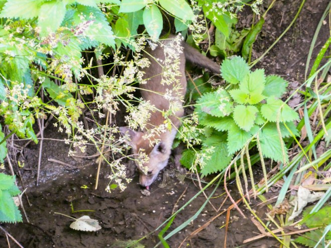 Fox cub, River Frome, Bristol, June 2021