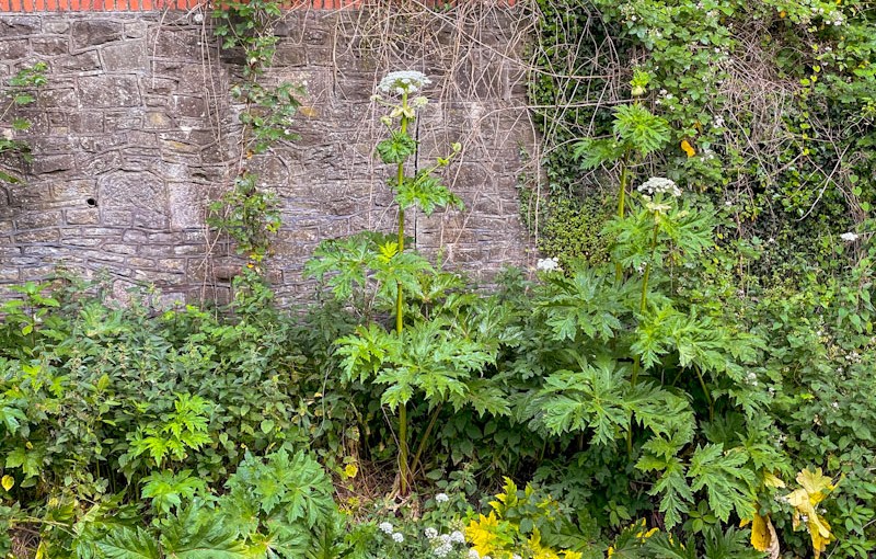 Heracleum mantegazzianum