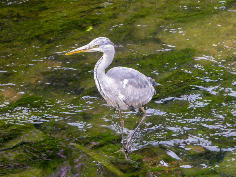 Heron, River Frome, Bristol, June 2023