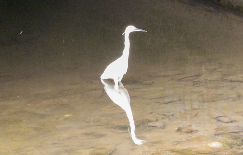 Little egret