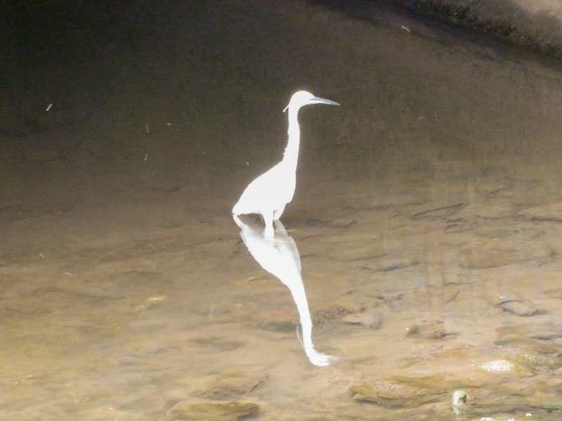 Little egret, River Frome, Bristol, July 2023