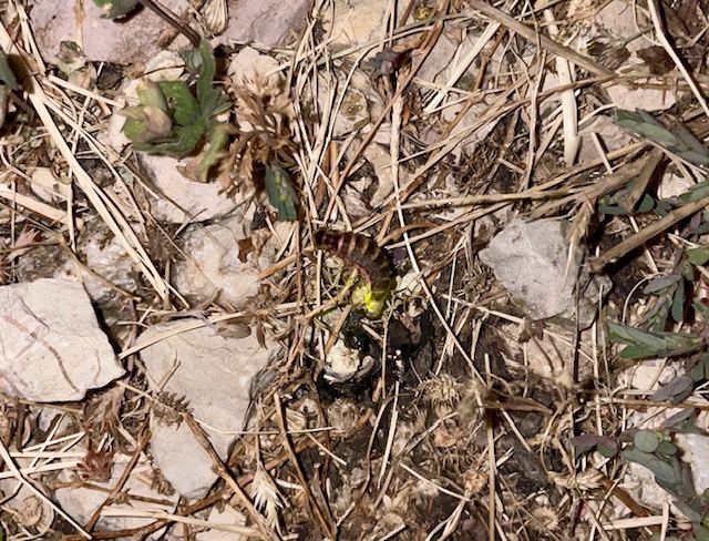 Glow worm, Santa Illuminata, Umbria, Italy, July 2023