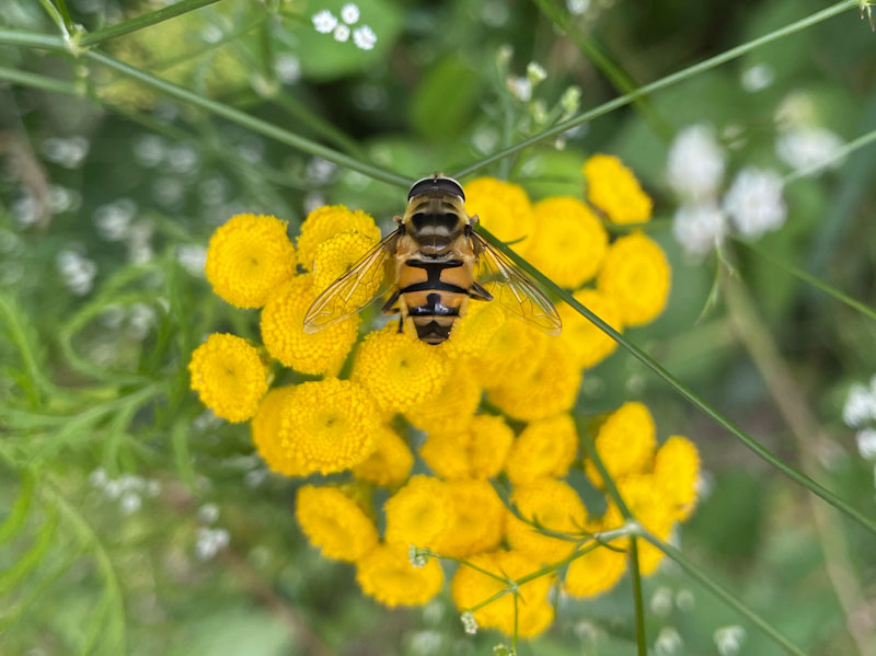 Sun fly, Honeybourne Line, Cheltenham, July 2023