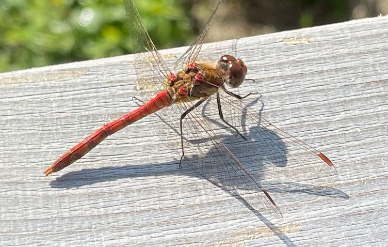 Common darter II