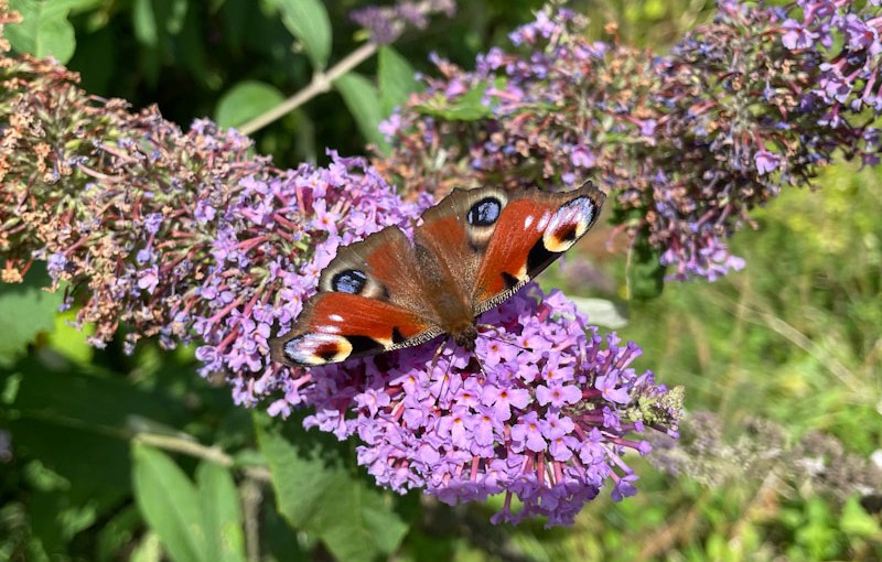Peacock butterfly on buddleja, Honeybourne Line, Cheltenham, July 2023