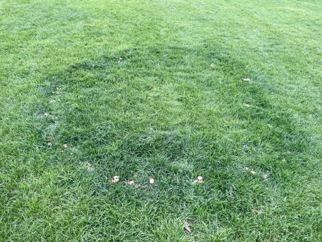 Fairy ring, Purdown, Bristol, August 2023