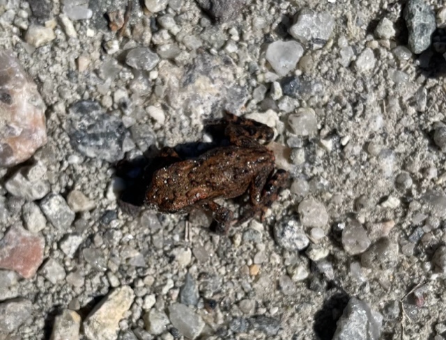 Toadlet, Sibleyback Lake, Cornwall, August 2023