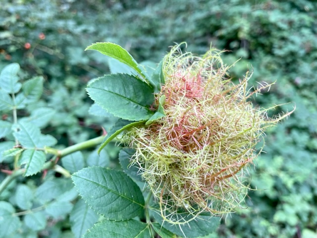 Mossy rose gall, Lawrence Weston, Bristol, August 2023