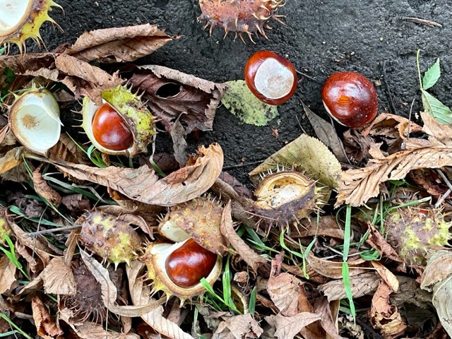Conkers, Bristol, September 2023