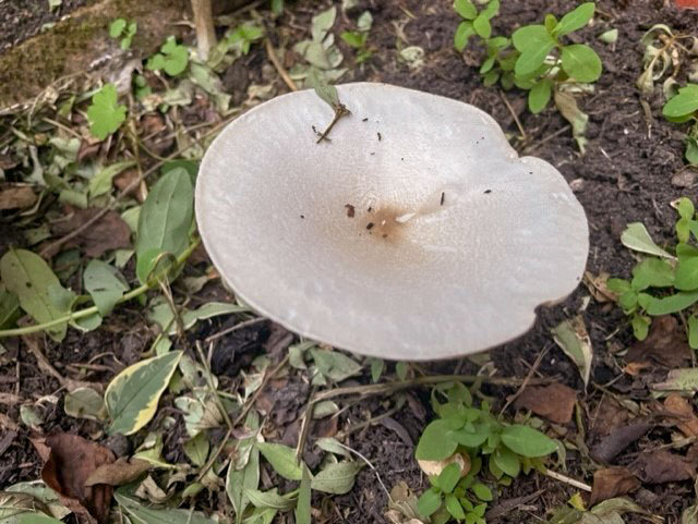 Warty Knight Mushroom, Redland, Bristol, September 2023