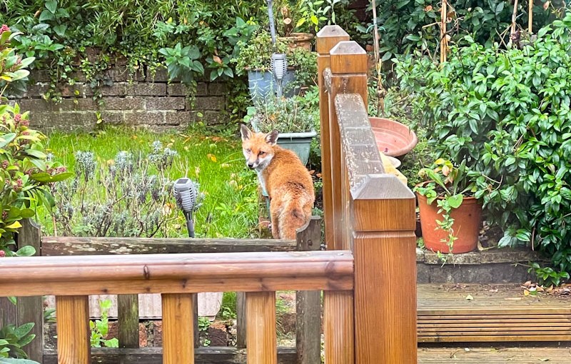 Fox, Redland, Bristol, October 2023