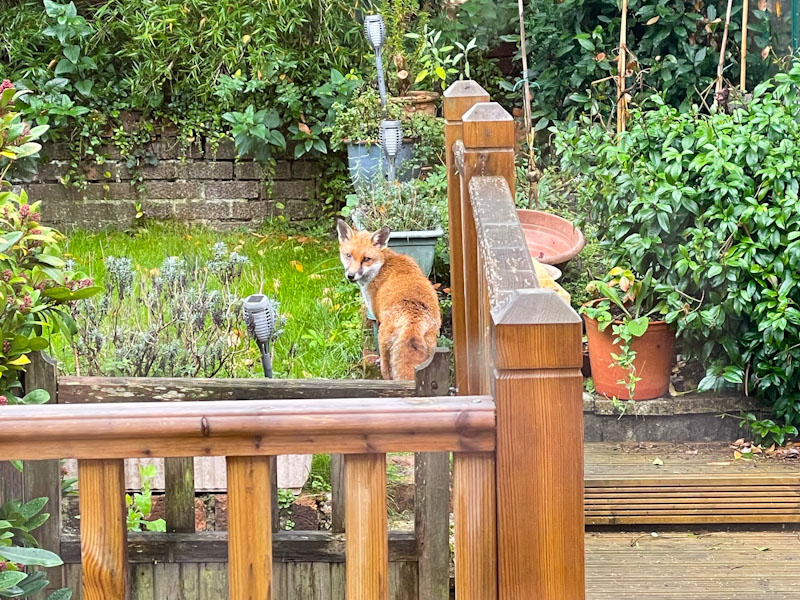 Fox, Redland, Bristol, October 2023