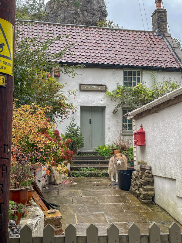 Is that a wolf guarding the door to Lily Cottage? Cheddar Gorge, Somerset, October 2023