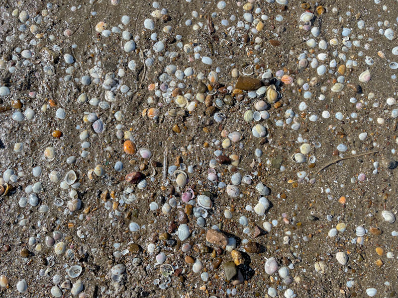 Bivalves at Sand Bay, Somerset, March 2024