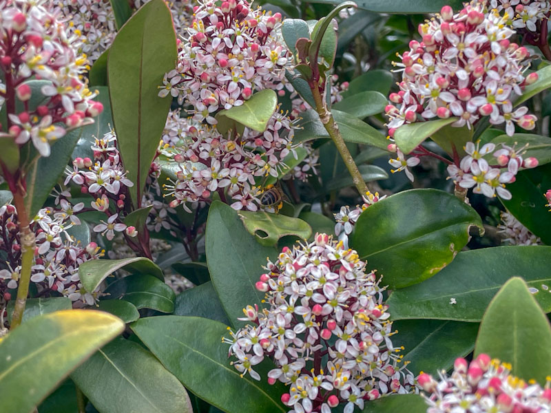 Skimmia and bee, Bristol, March 2024