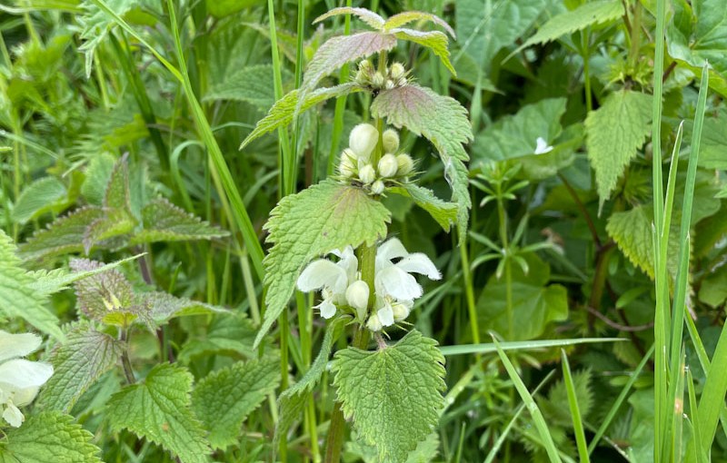 White dead-nettle, Bristol, April 2024