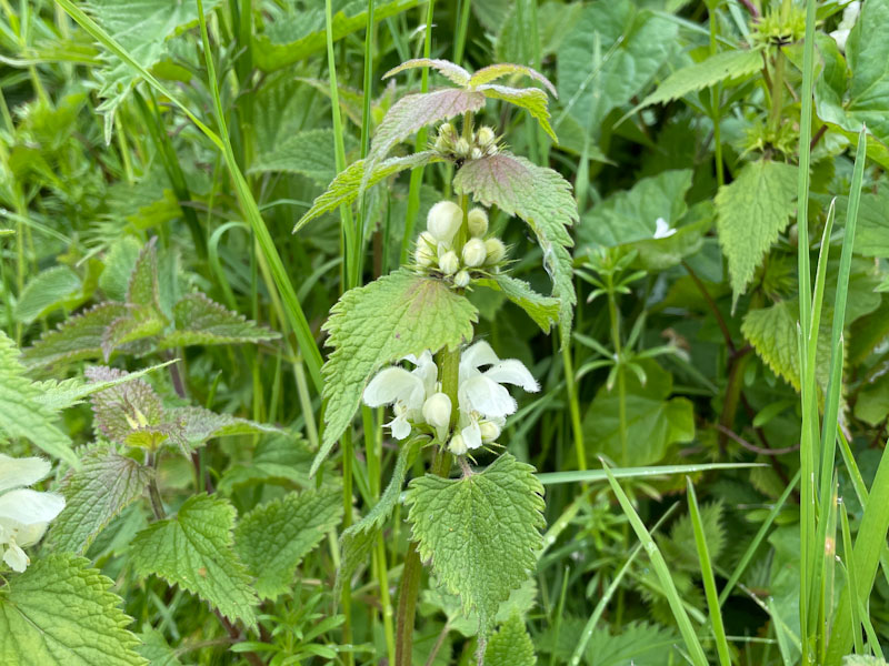 White dead-nettle, Bristol, April 2024