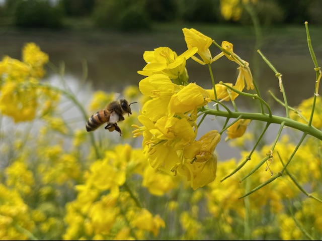 Honey Bee, Cumberland Basin, Bristol May 2024