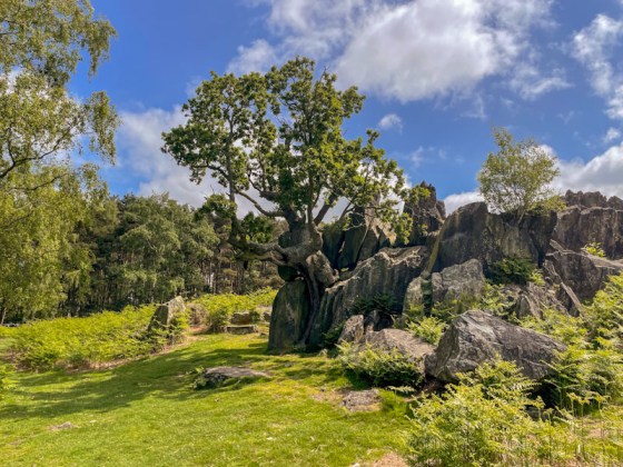 Oak tree, Bradgate Park and Swithland Wood National Nature Reserve, Leicestershire, May 2024