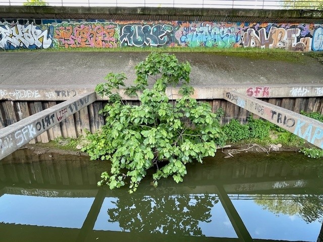 Fig tree, Ficus carica, River Frome, Bristol, June 2024