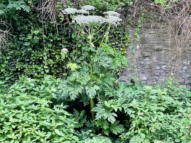 Giant Hogweed, River Frome, Bristol, May 2024