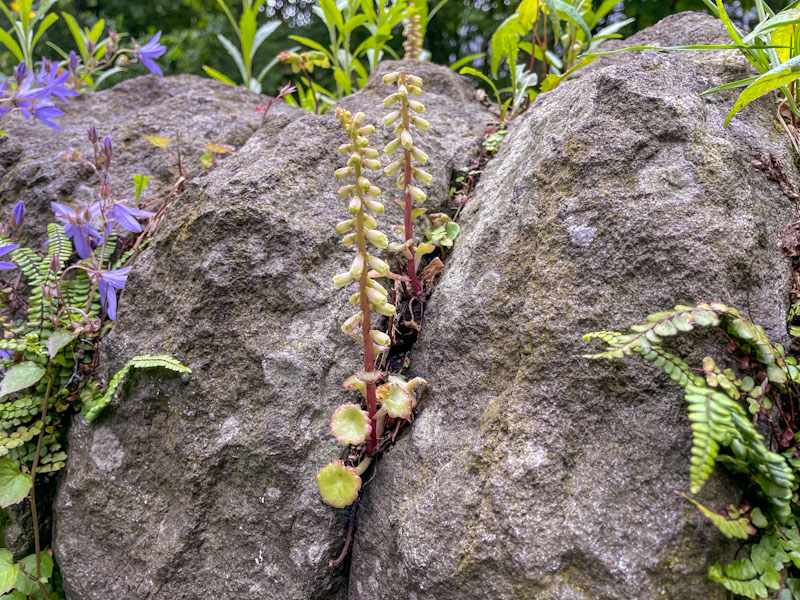 Wall Pennywort, River Frome, Bristol, May 2024