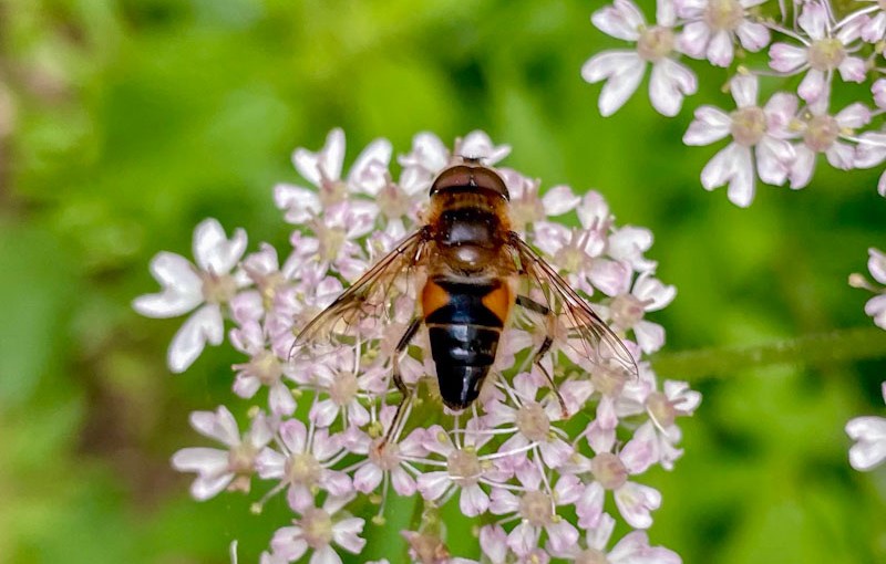 Tapered drone fly – 30 Days Wild&nbsp;(2/30)