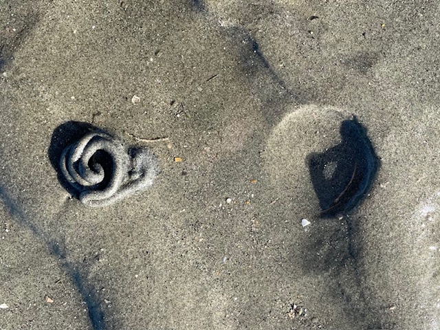 Lugworm burrow, West Wittering, West Sussex, June 2024