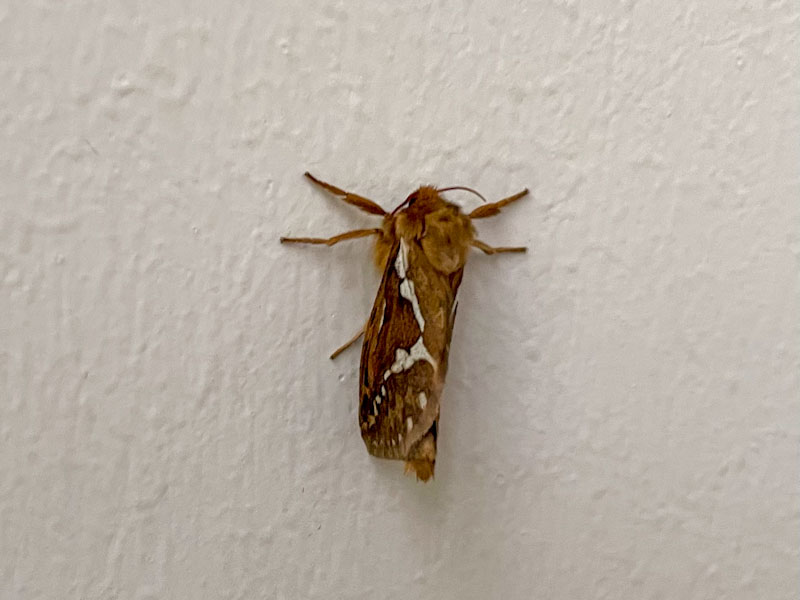 Common swift moth, Korscheltellus lupulina, Bristol, June 2024