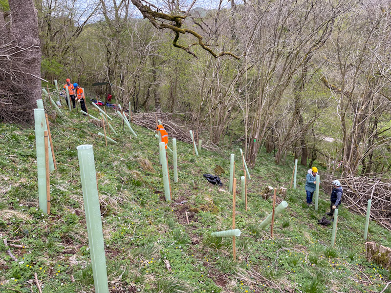Tree planting, Manifold valley, Peak District, April 2024