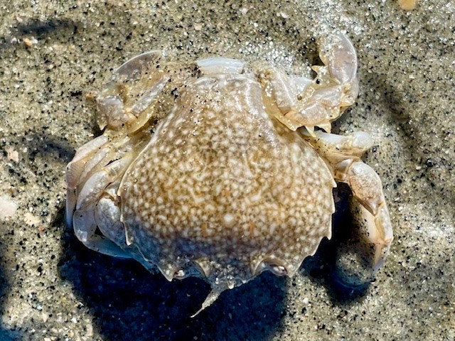 Pennant's swimming crab, Portumnus latipes, Bracklesham Bay, West Sussex, June 2024
