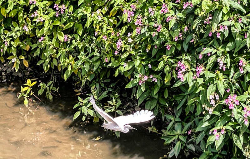 Little Egret, River Frome, Bristol, July 2024