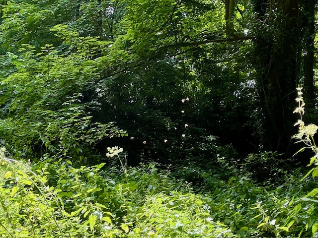 Dance of the&nbsp;faeries