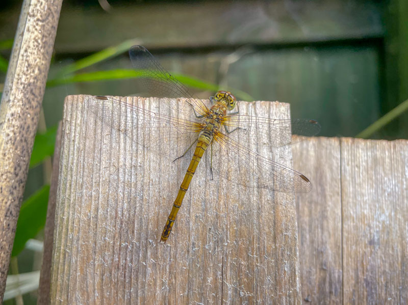 Common Darter - Sympetrum striolatum, Redland, Bristol, August 2024