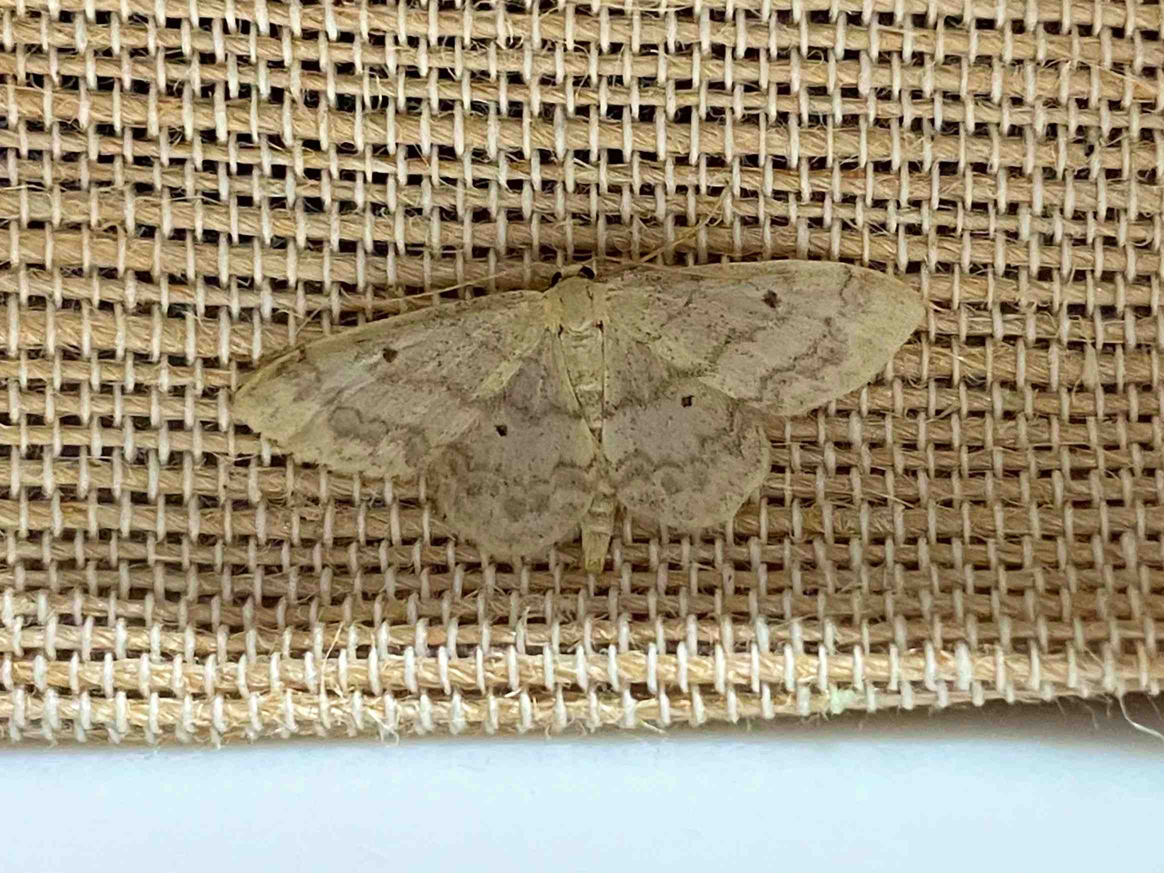 Small fan-footed wave moth, Redland, Bristol, August 2024moth