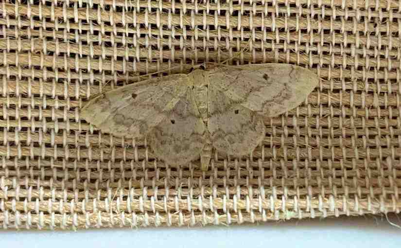 Small moth, big&nbsp;name