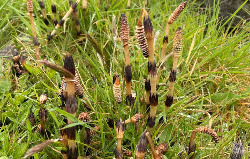 Field Horsetail