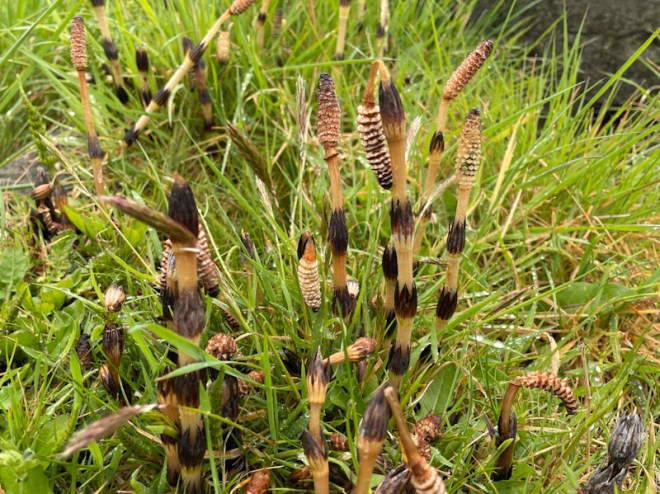 Field Horsetail, Equisetum arvense, Greenbank Cemetery, Bristol, April 2025