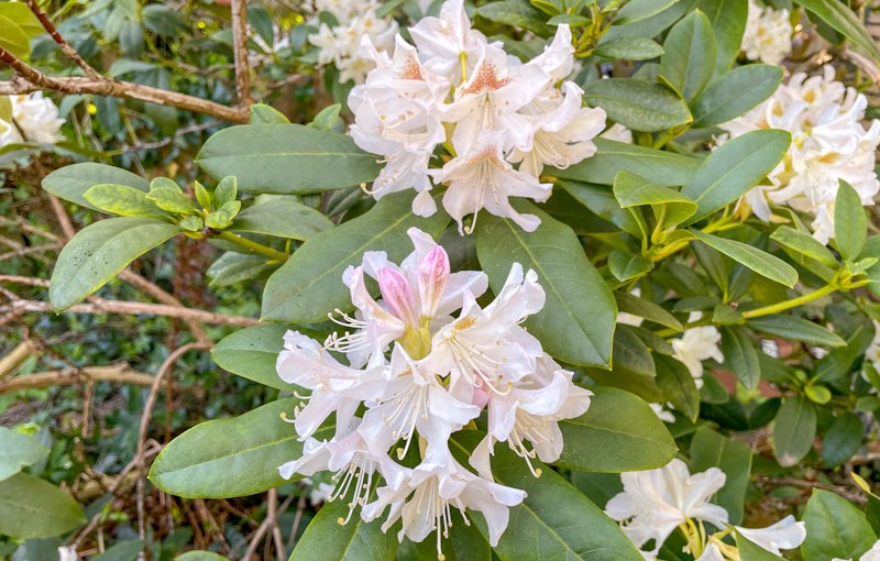 Rhododendron