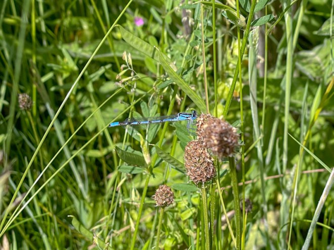Common Blue Damselfly (Enallagma cythigerum), Nostell Gardens, West Yorkshire, June 2025