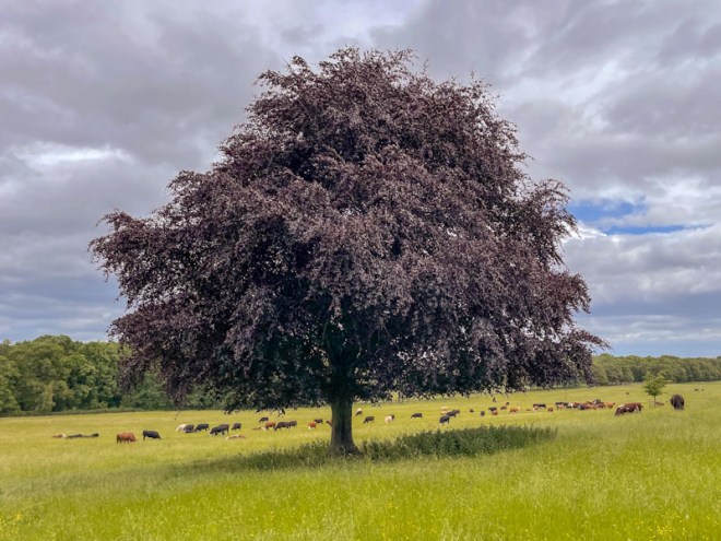 Nostell Priory, West Yorkshire, June 2025