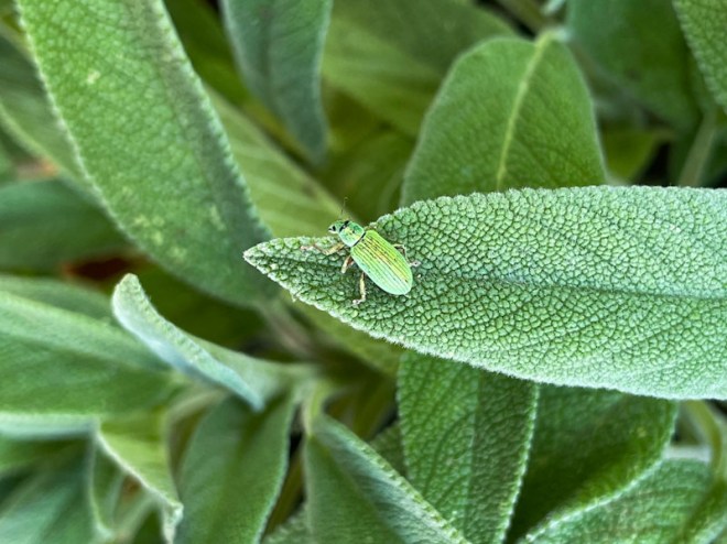 Green Immigrant Leaf Weevil, Polydrusus formosus, Redland, Bristol, June 2025