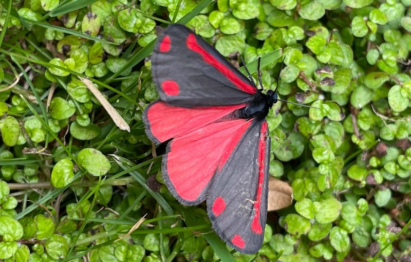 Cinnabar Moth
