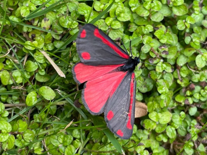 Cinnabar moth (Tyria jacobaeae), Redland, Bristol, June 2025