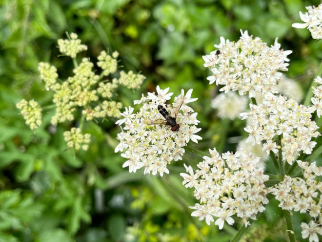 Dark-saddled leucozona, Leucozona laternaria, Lawrence Weston, Bristol, June 2025