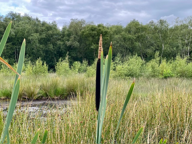 Bulrush – Natural adventures